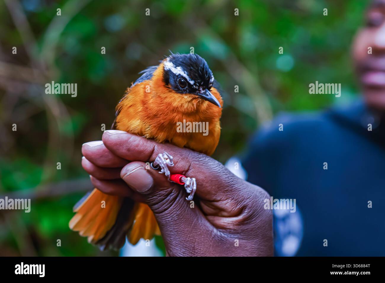 Bird Ringer A bird ringer at the National Museum of Kenya holding a bird known as ...