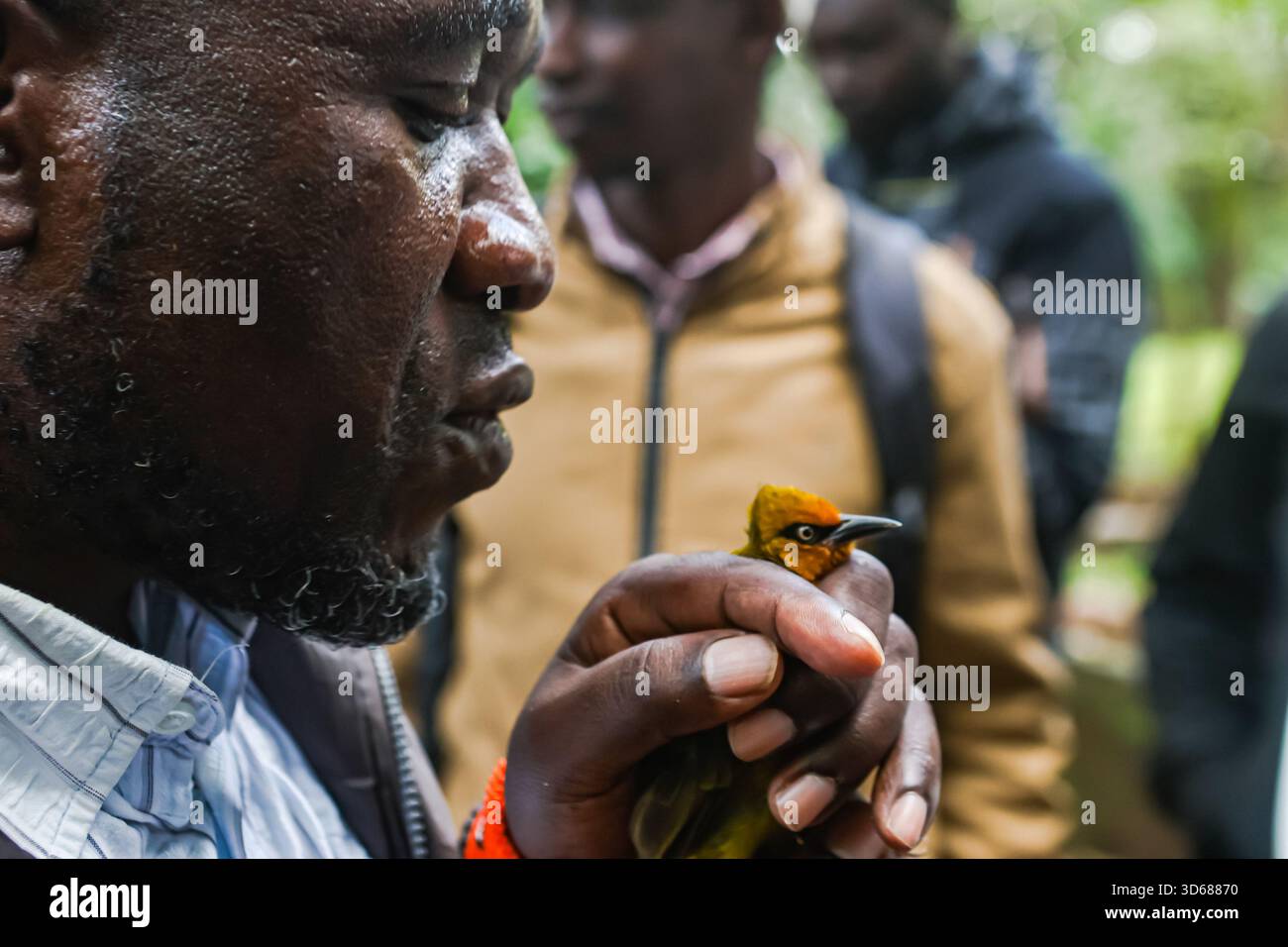 Bird Ringer Timothy Mwinami, a senior research scientist and an expert bird ringer ...