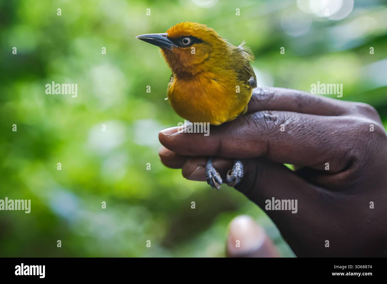 Bird Ringer A bird ringer at the National Museum of Kenya holding a bird known as ...