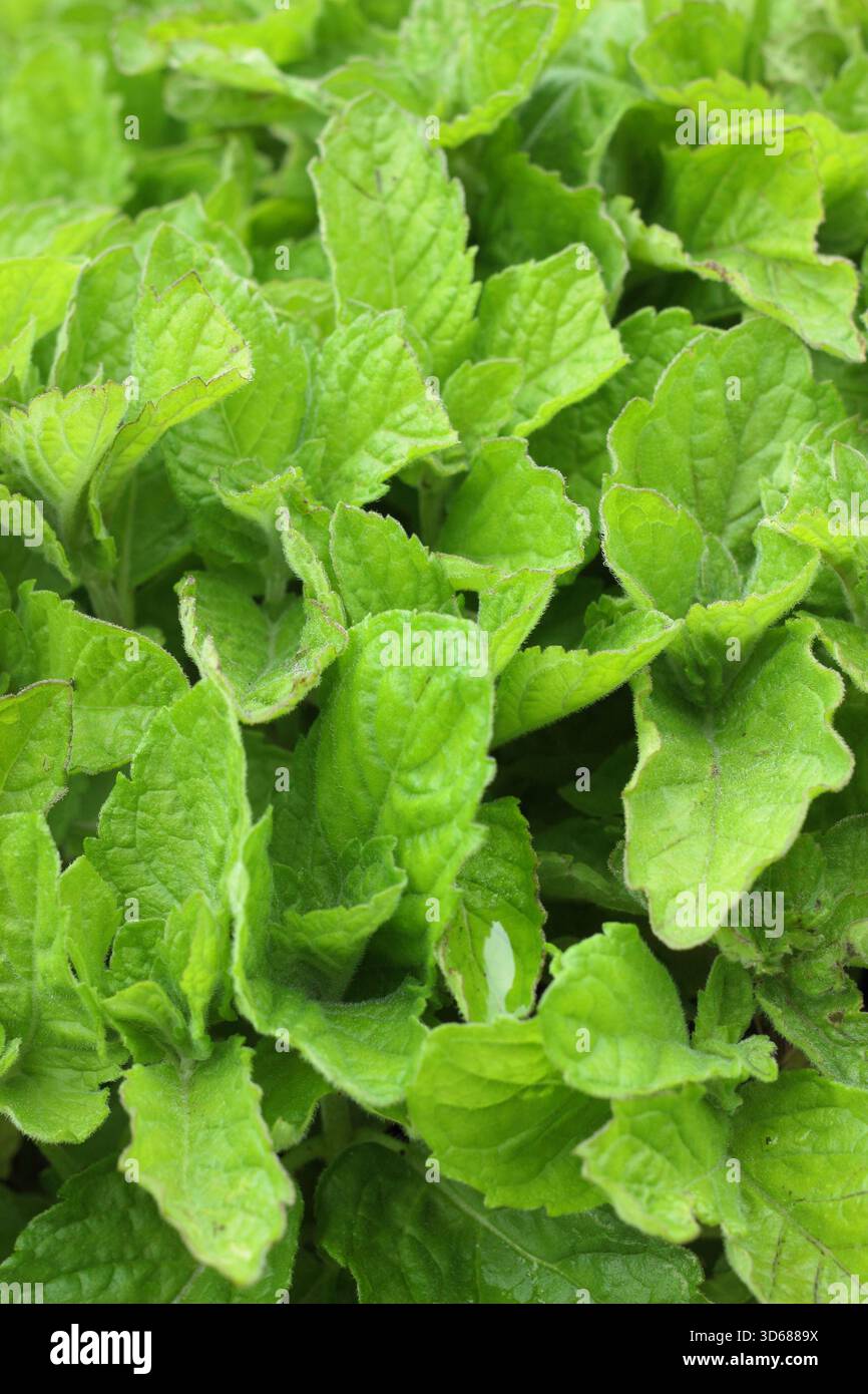 Mentha grapefruit hi-res stock photography and images - Alamy
