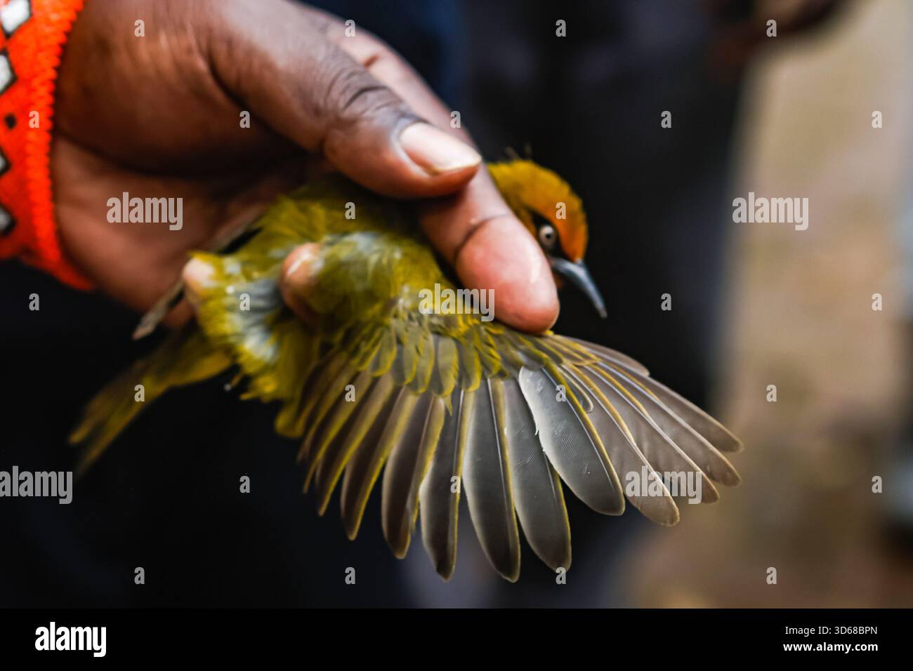 Bird Ringer A bird ringer at the National Museum of Kenya checking the wings of a ...