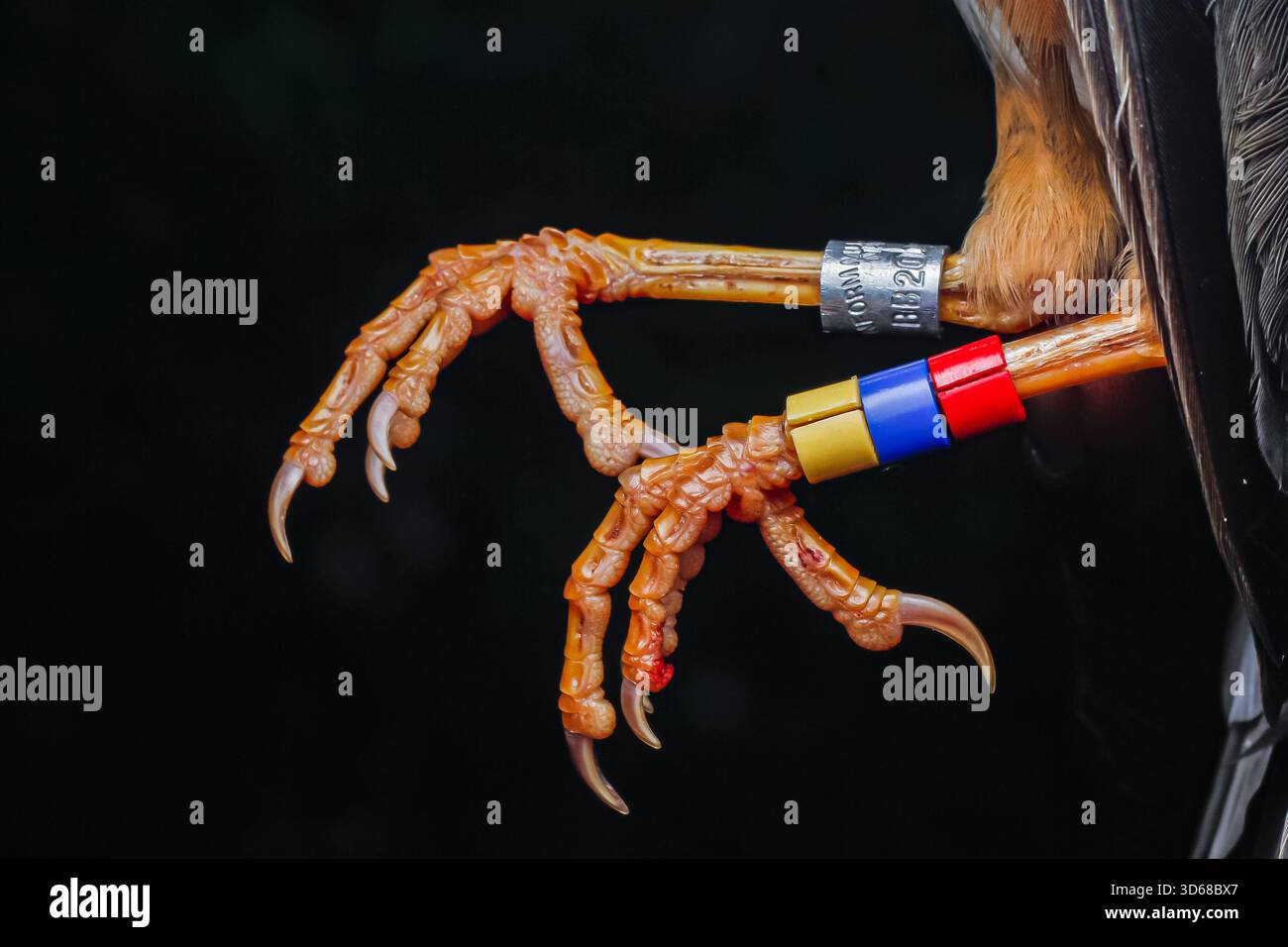 The legs of the Abyssinian Thrush bird after being ringed at the ...