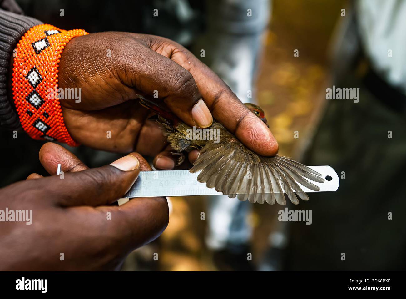Bird Ringer A bird ringer at the National Museum of Kenya in Nairobi checking ...