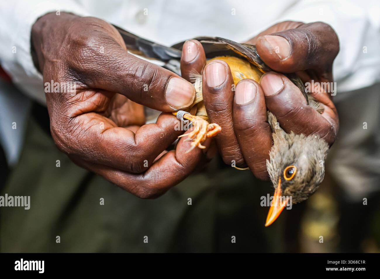 Bird Ringer A bird ringer checking the ring on an Abyssinian Thrush bird during a ...
