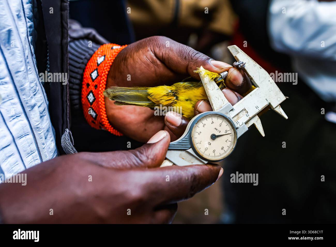 Bird Ringer A bird ringer at the National Museum of Kenya in Nairobi takes tarsus ...