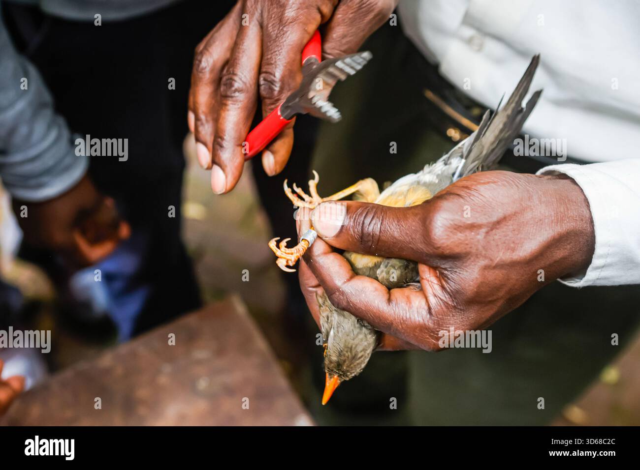 Bird Ringer A bird ringer rings the Abyssinian Thrush bird and fits it with a ...