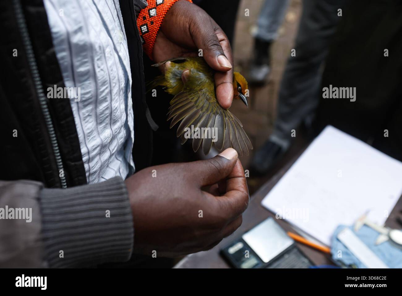Bird Ringer A bird ringer at the National Museum of Kenya checking the wings of a ...