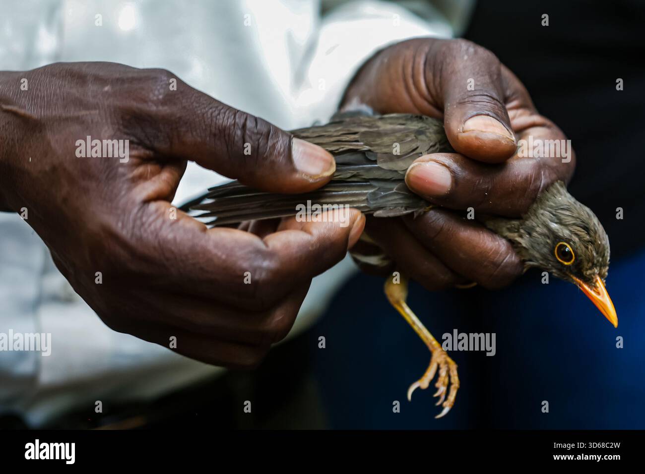 Bird Ringer A bird ringer at the National Museum of Kenya in Nairobi, checking the ...