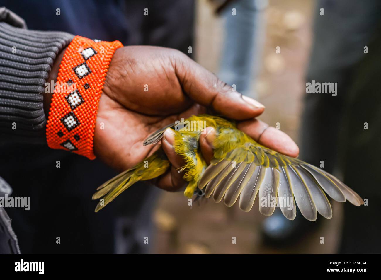 Bird Ringer A bird ringer at the National Museum of Kenya checking the wings of a ...
