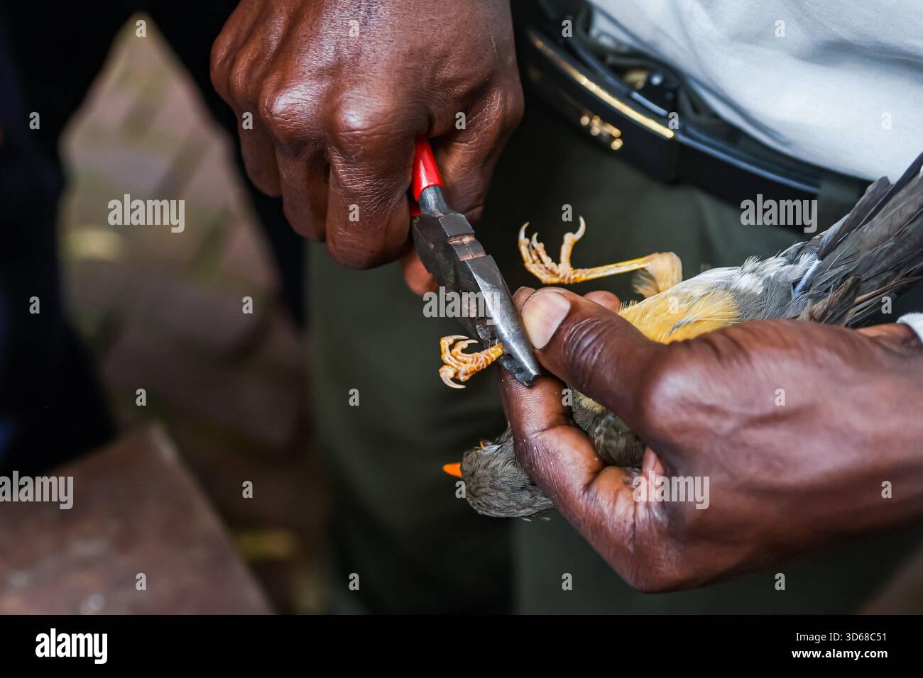 Bird Ringer A bird ringer rings the Abyssinian Thrush bird and fits it with a ...
