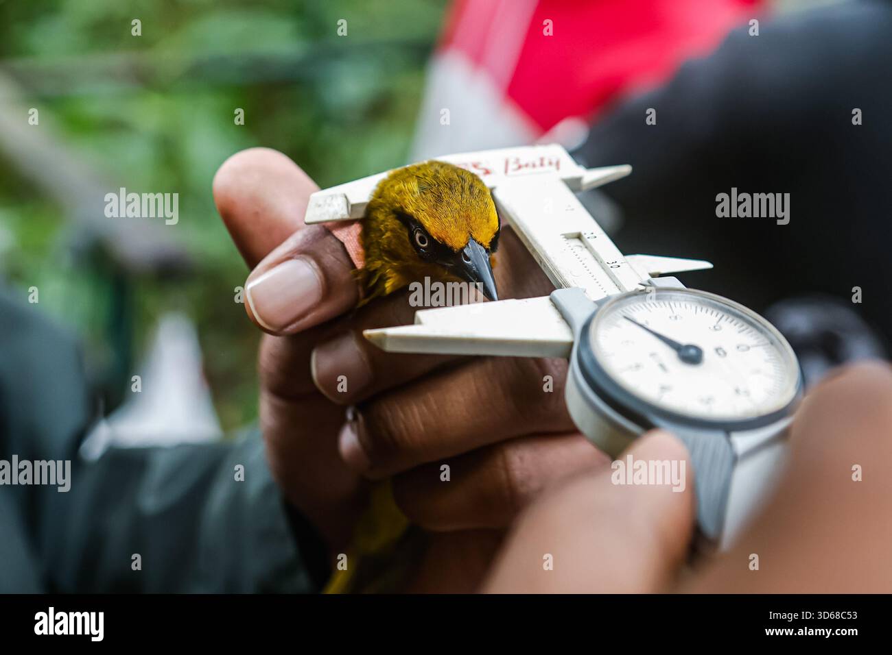 Bird Ringer A bird ringer measuring the beak of Baglafecht Weaver bird during a ...