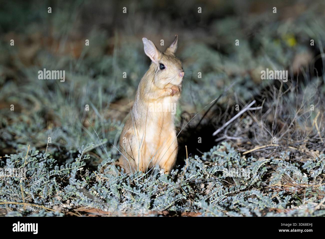 South African Springhare Stock Photo - Alamy