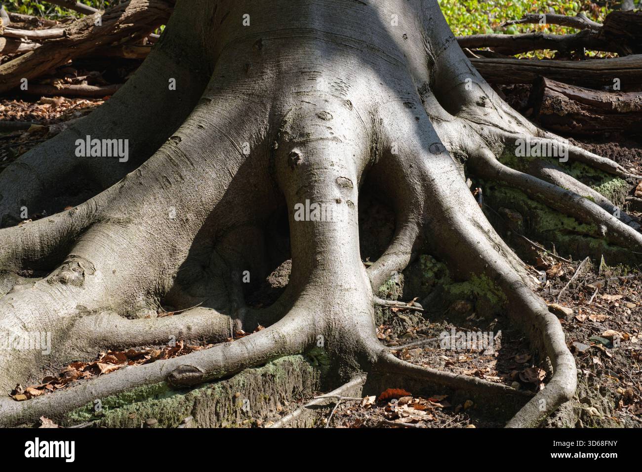 Large tree roots exposed above ground in a forest setting Stock Photo