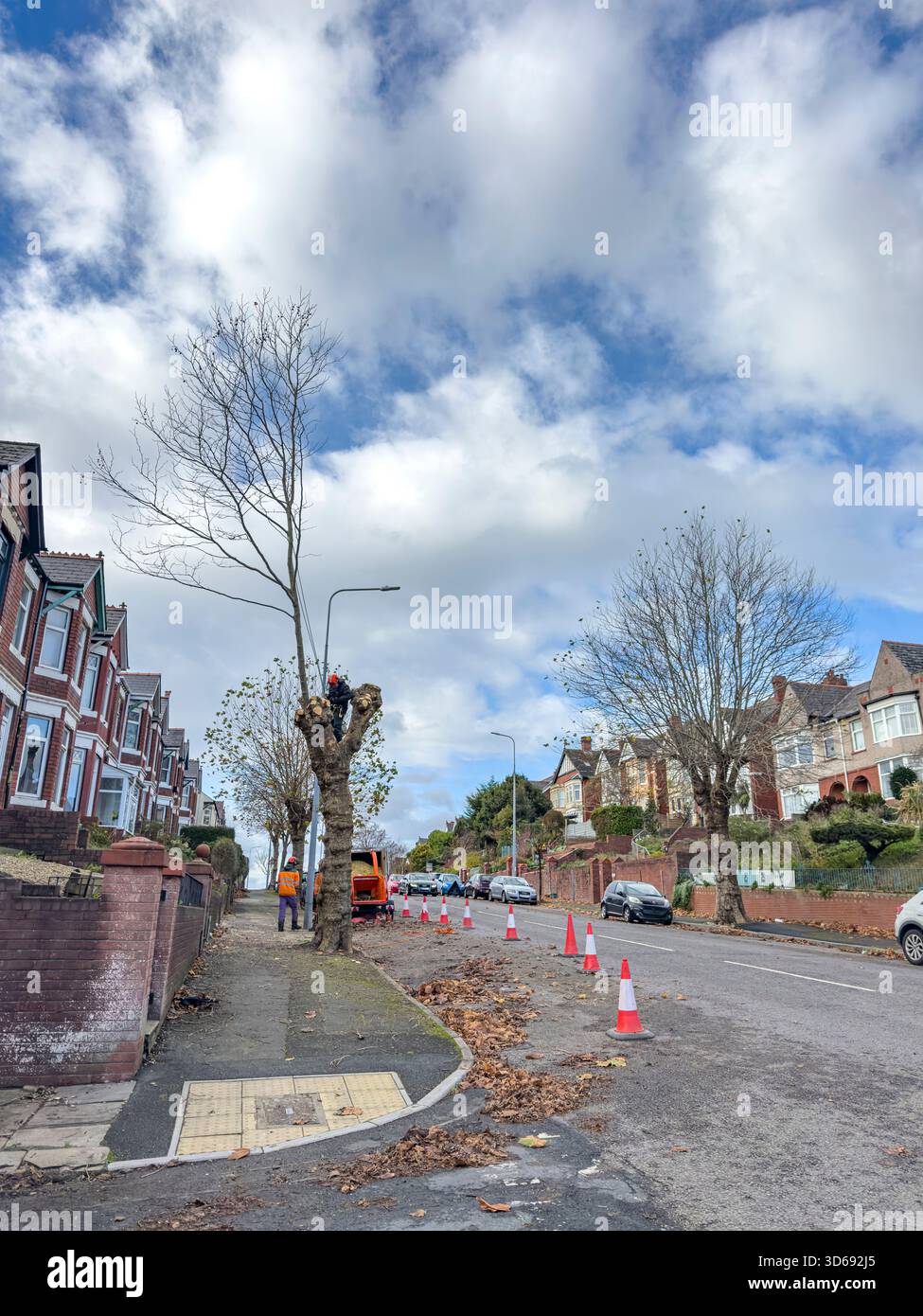 Maintenance of Roadside Trees by Local Authority Workers Along Urban Street, South Wales, UK: Phillip Roberts - Smartphone Captured Stock Image