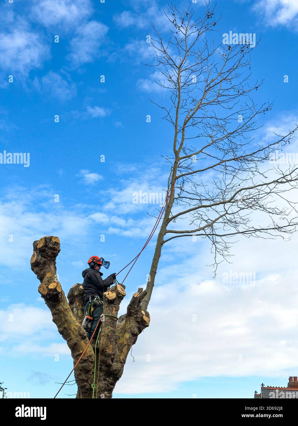 Maintenance of Roadside Trees by Local Authority Workers Along Urban Street, South Wales, UK: Phillip Roberts - Smartphone Captured Stock Image