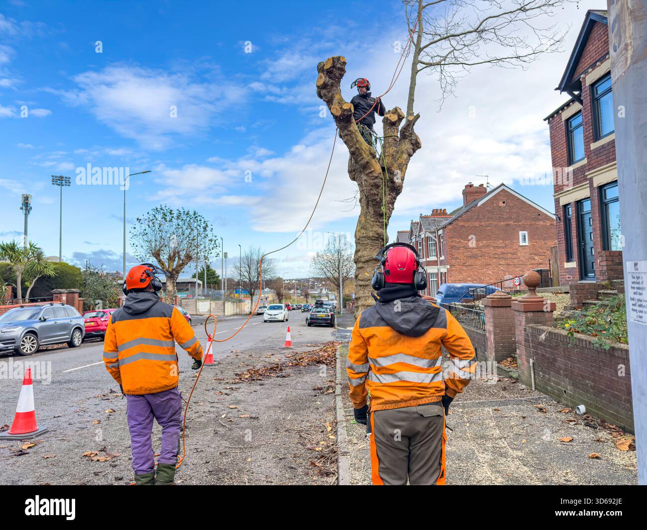 Maintenance of Roadside Trees by Local Authority Workers Along Urban Street, South Wales, UK: Phillip Roberts - Smartphone Captured Stock Image
