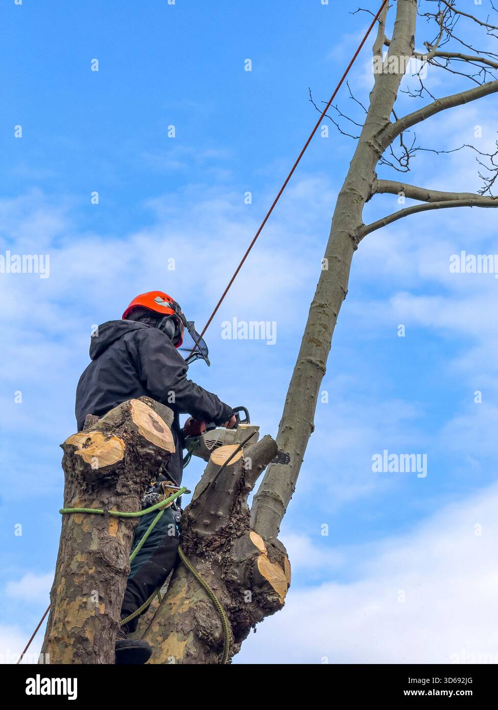 Maintenance of Roadside Trees by Local Authority Workers Along Urban Street, South Wales, UK: Phillip Roberts - Smartphone Captured Stock Image