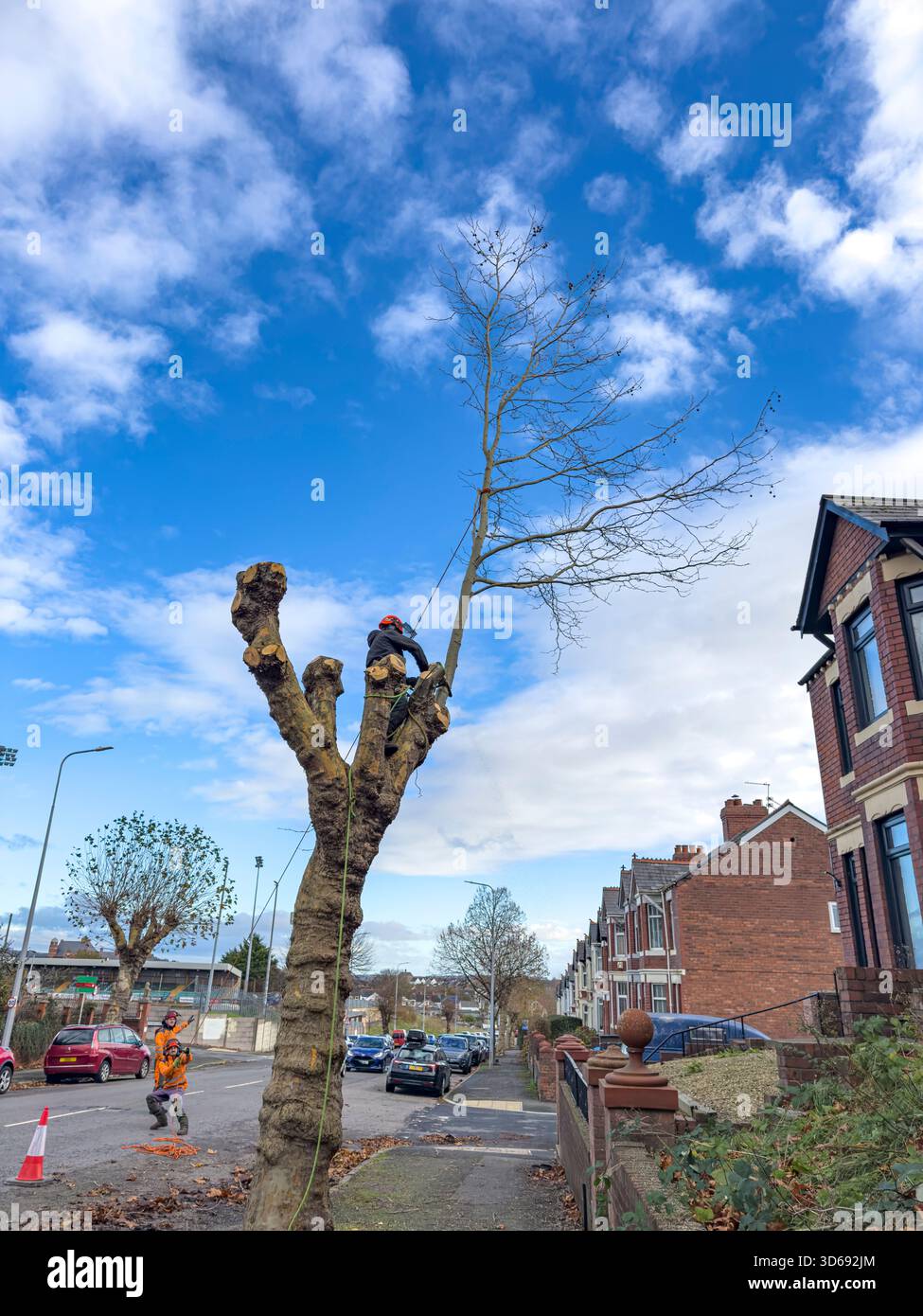 Maintenance of Roadside Trees by Local Authority Workers Along Urban Street, South Wales, UK: Phillip Roberts - Smartphone Captured Stock Image