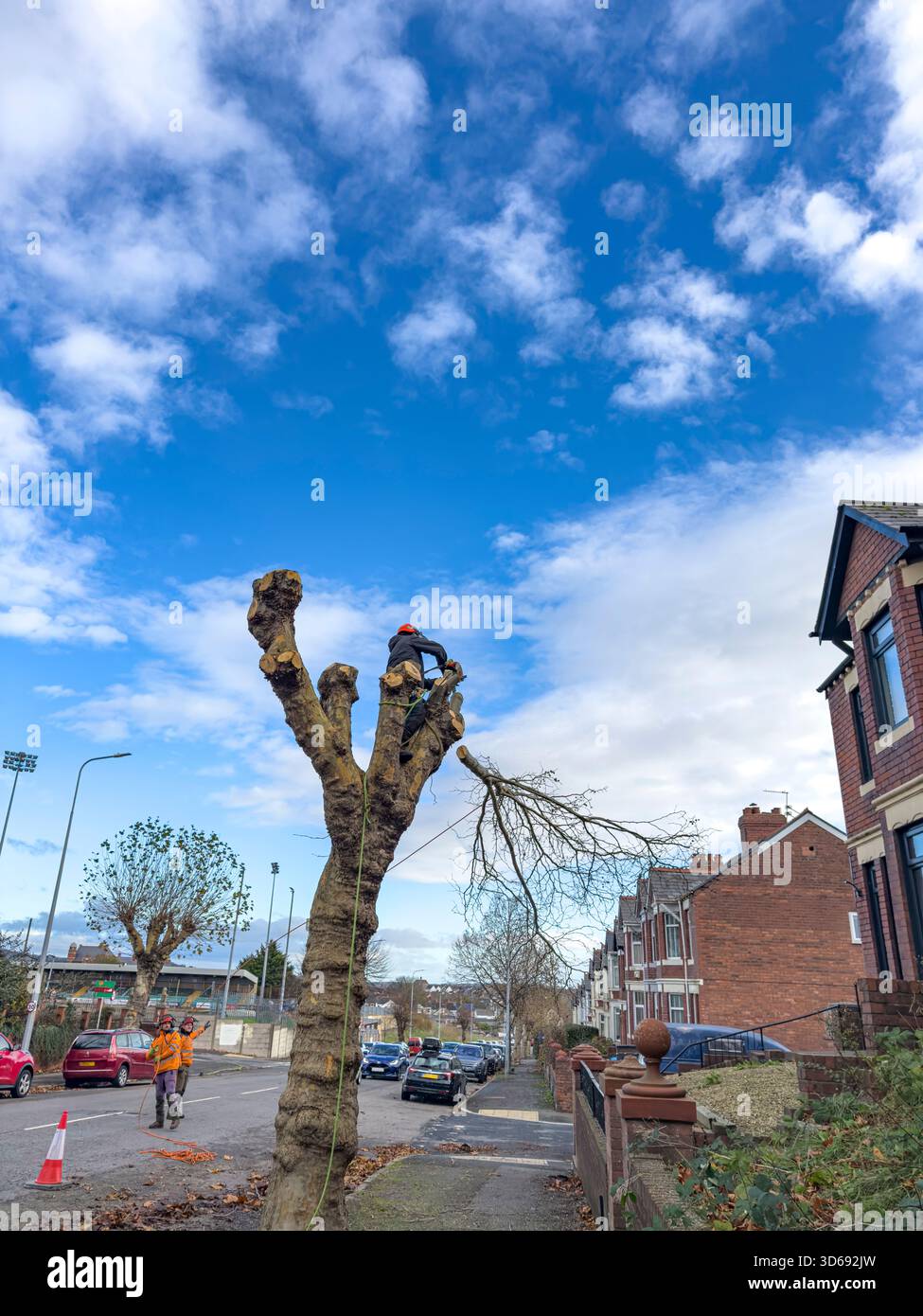 Maintenance of Roadside Trees by Local Authority Workers Along Urban Street, South Wales, UK: Phillip Roberts - Smartphone Captured Stock Image