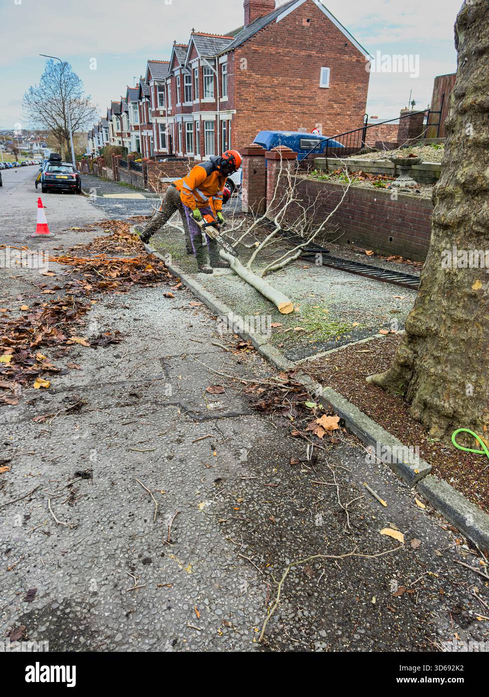 Maintenance of Roadside Trees by Local Authority Workers Along Urban Street, South Wales, UK: Phillip Roberts - Smartphone Captured Stock Image