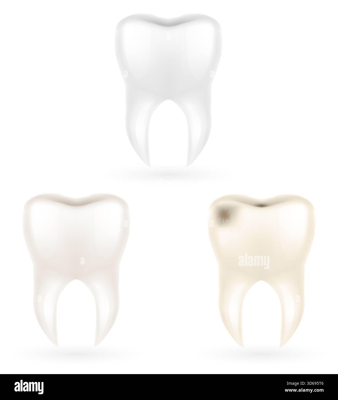 human root tooth model cartoon stock vector illustration isolated on white background Stock Vector