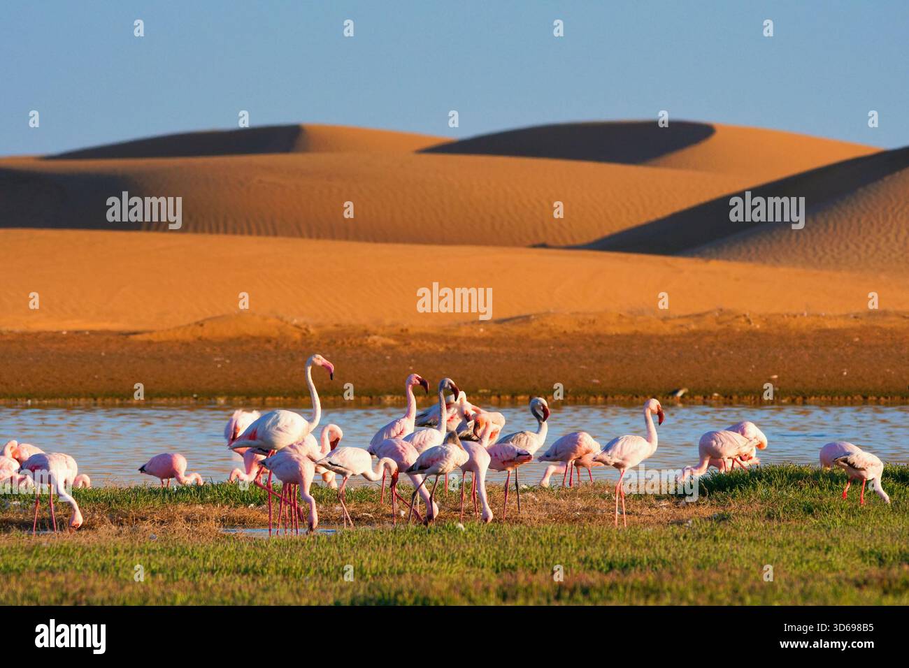 walvis-bay-lagoon-flamingos-hi-res-stock-photography-and-images-alamy