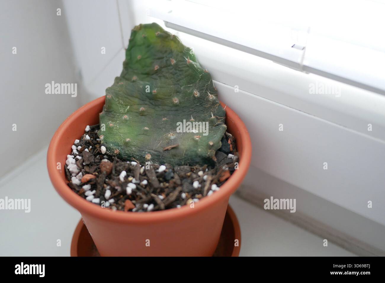 Sick cactus hi-res stock photography and images - Alamy