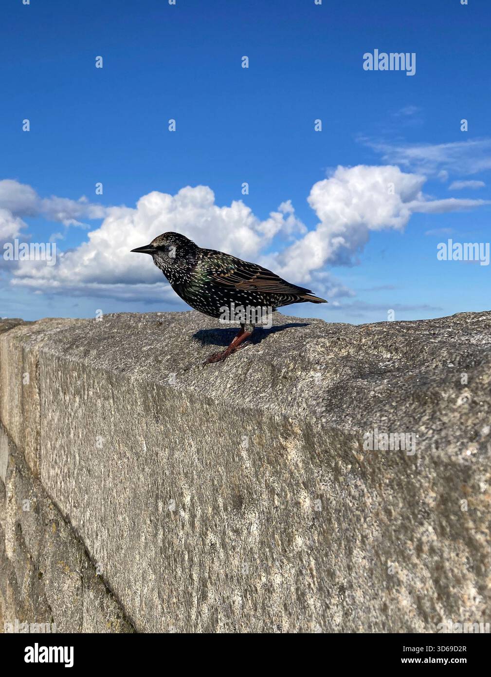 Sturnidae, commonly called sturnids, are known collectively as starlings. The Sturnidae are named for the genus Sturnus Stock Photo