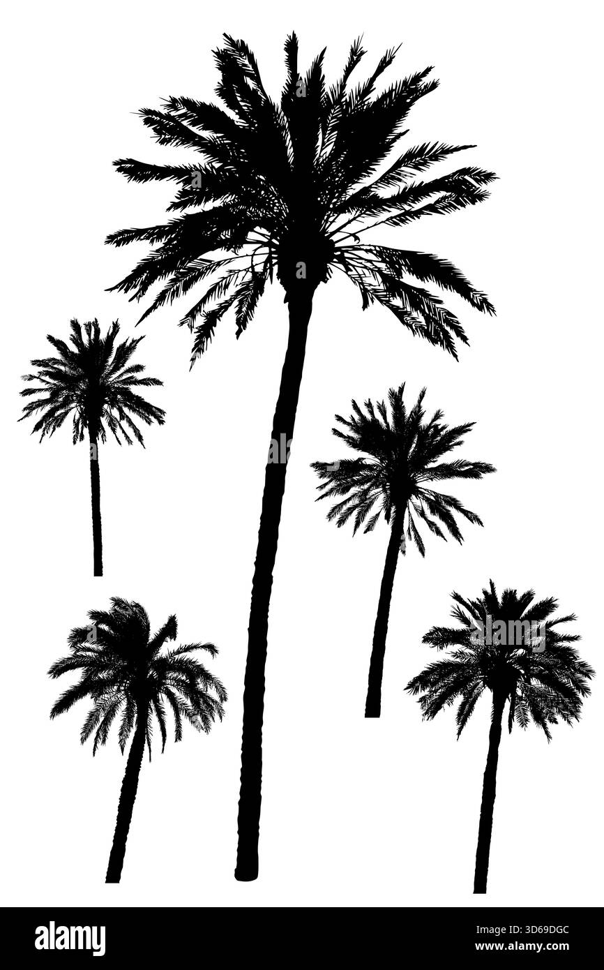palm tropical tree black silhouette cartoon stock vector illustration ...