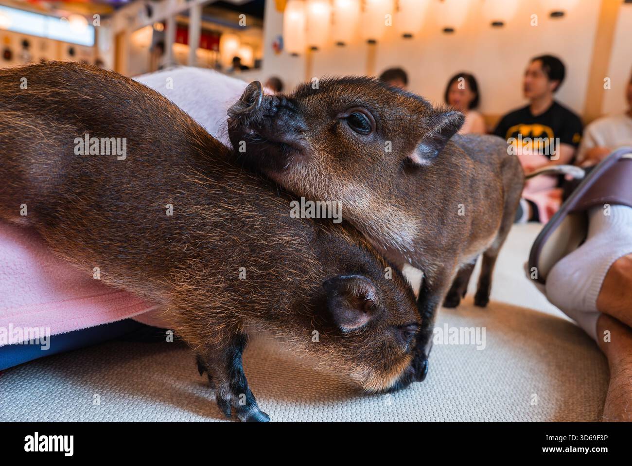 Cuddle cafe in japan hi-res stock photography and images - Alamy