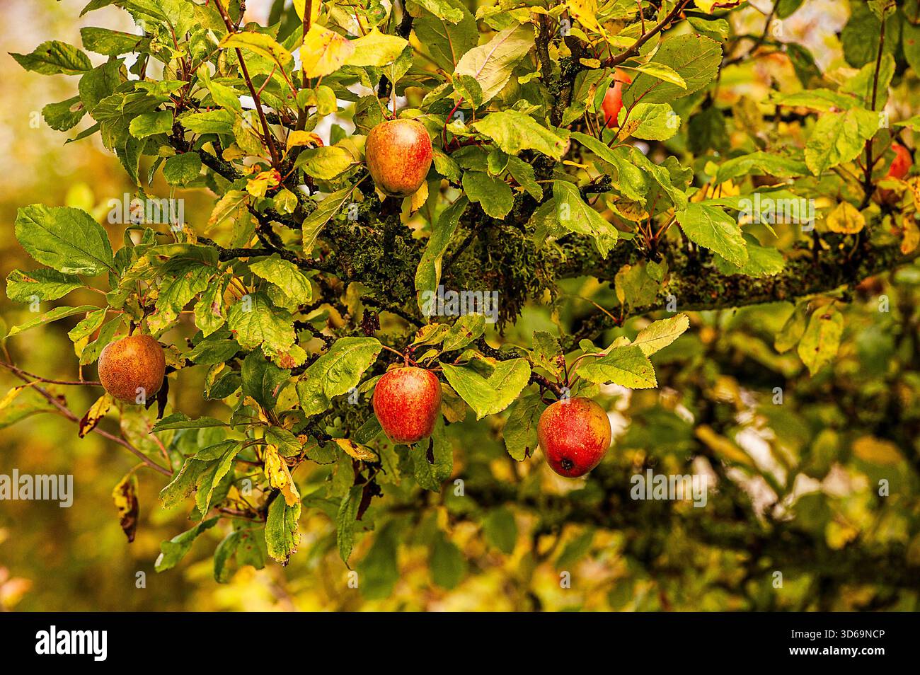 Appples on Tree in Autumn Stock Photo