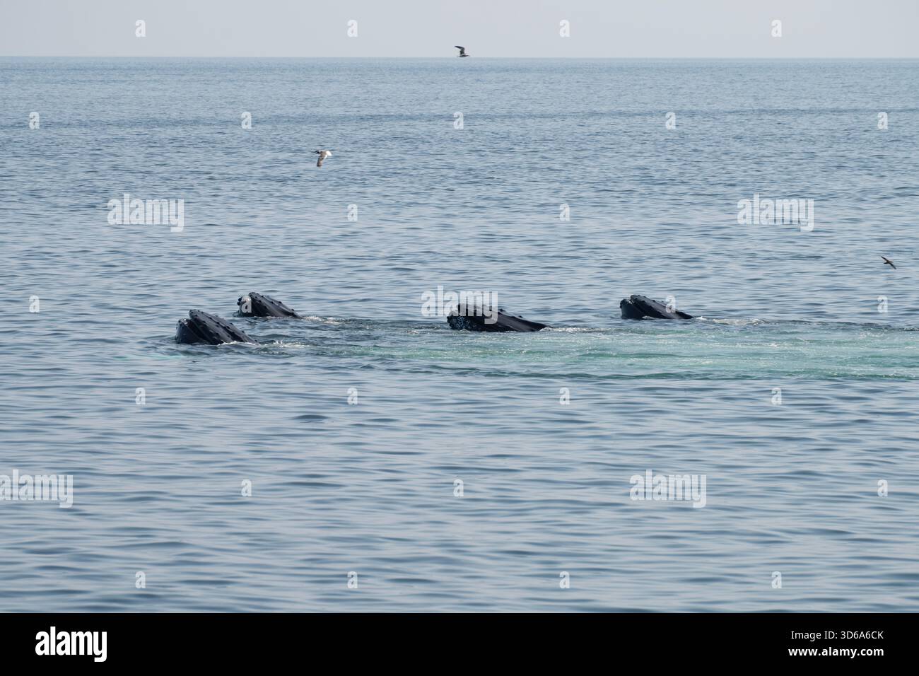 Whales sighting hi-res stock photography and images - Alamy
