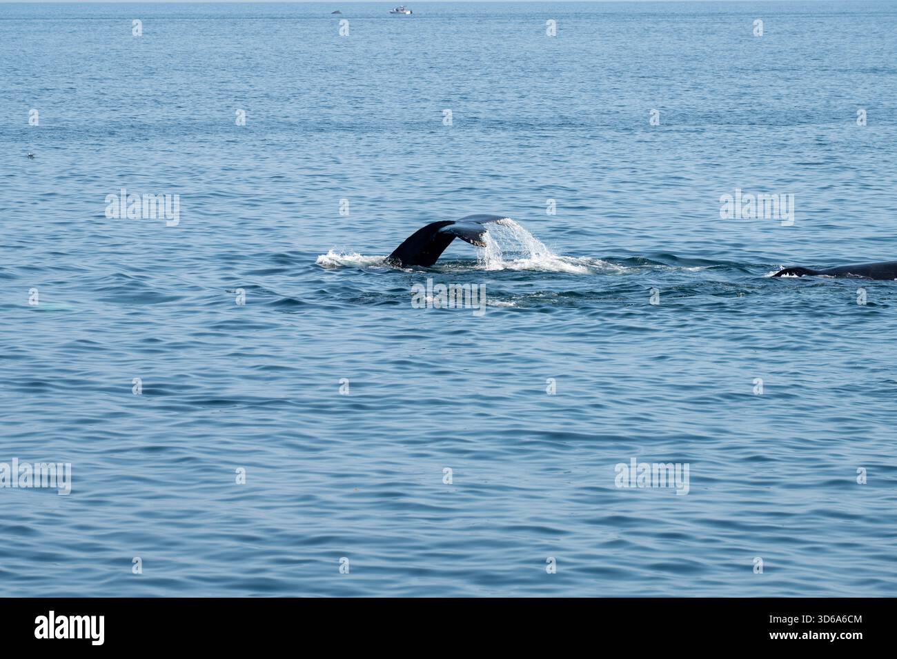 Whale breaching boat hi-res stock photography and images - Alamy