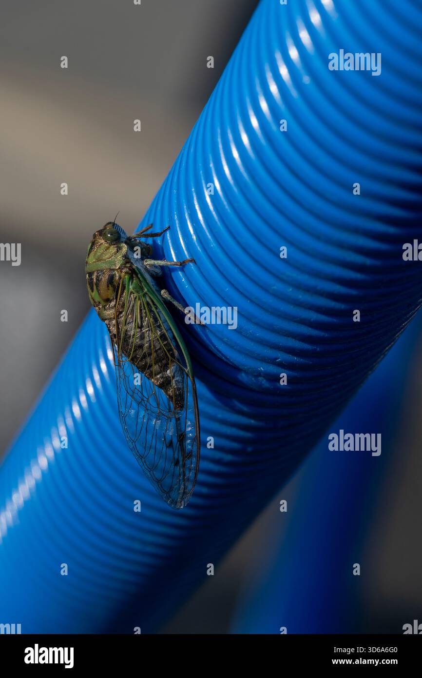 Cicada resting on blue corregated hose Stock Photo