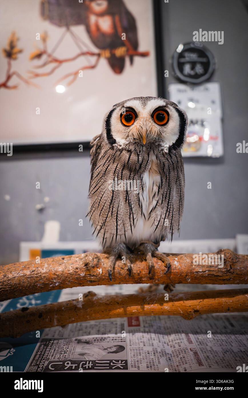 Owl13さま専用ページ Japanese owl hi-res stock photography and images - Alamy