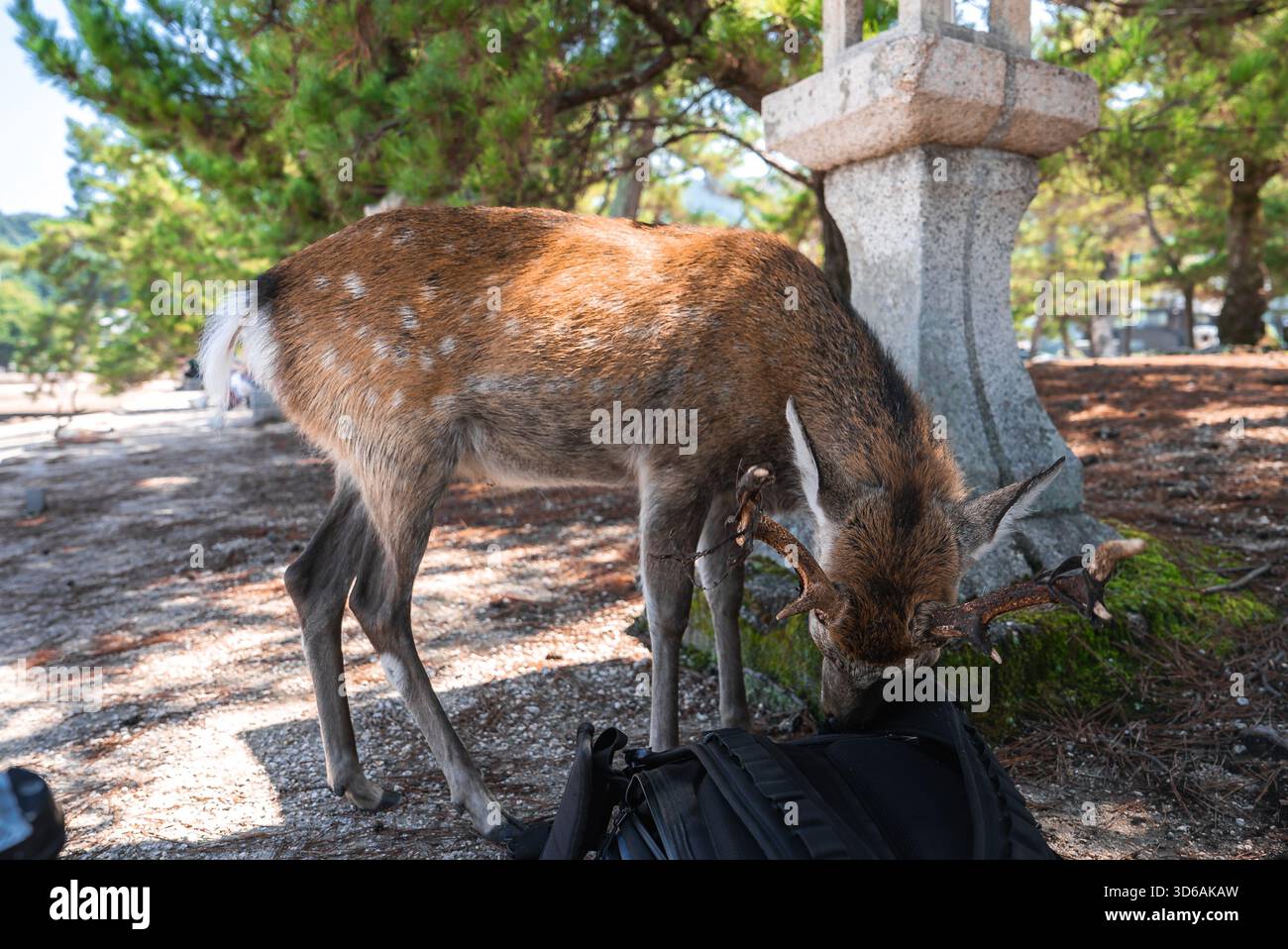 Sika deer rummages in visitor backpack near stone lantern on Miyajima Stock Photo