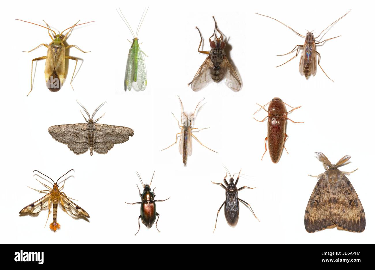 Certain Insects Individual insects Cut Out Stock Images & Pictures - Alamy