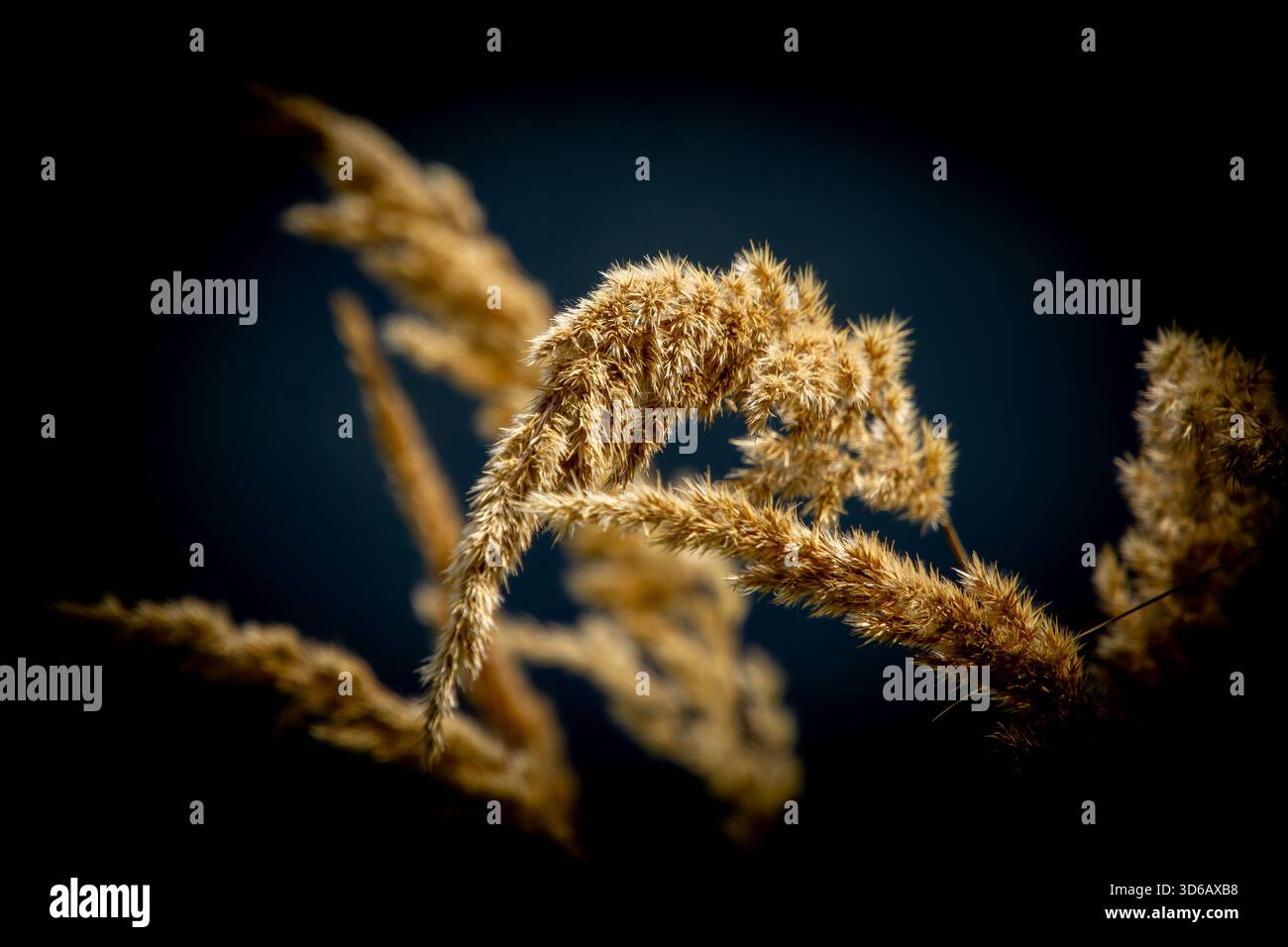 Cattail waving in the wind Stock Photo