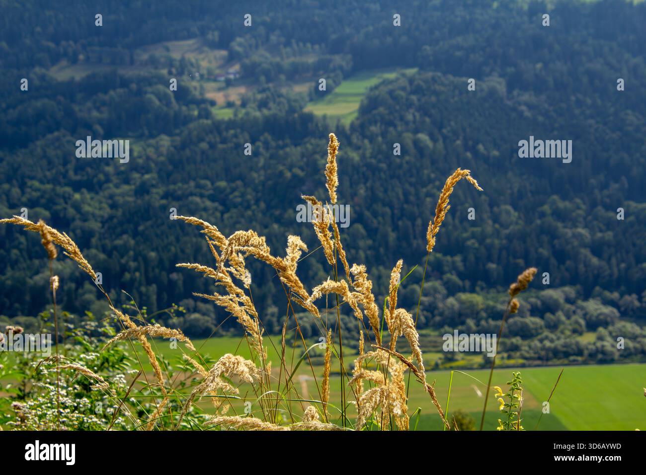 Cattail waving in the wind Stock Photo