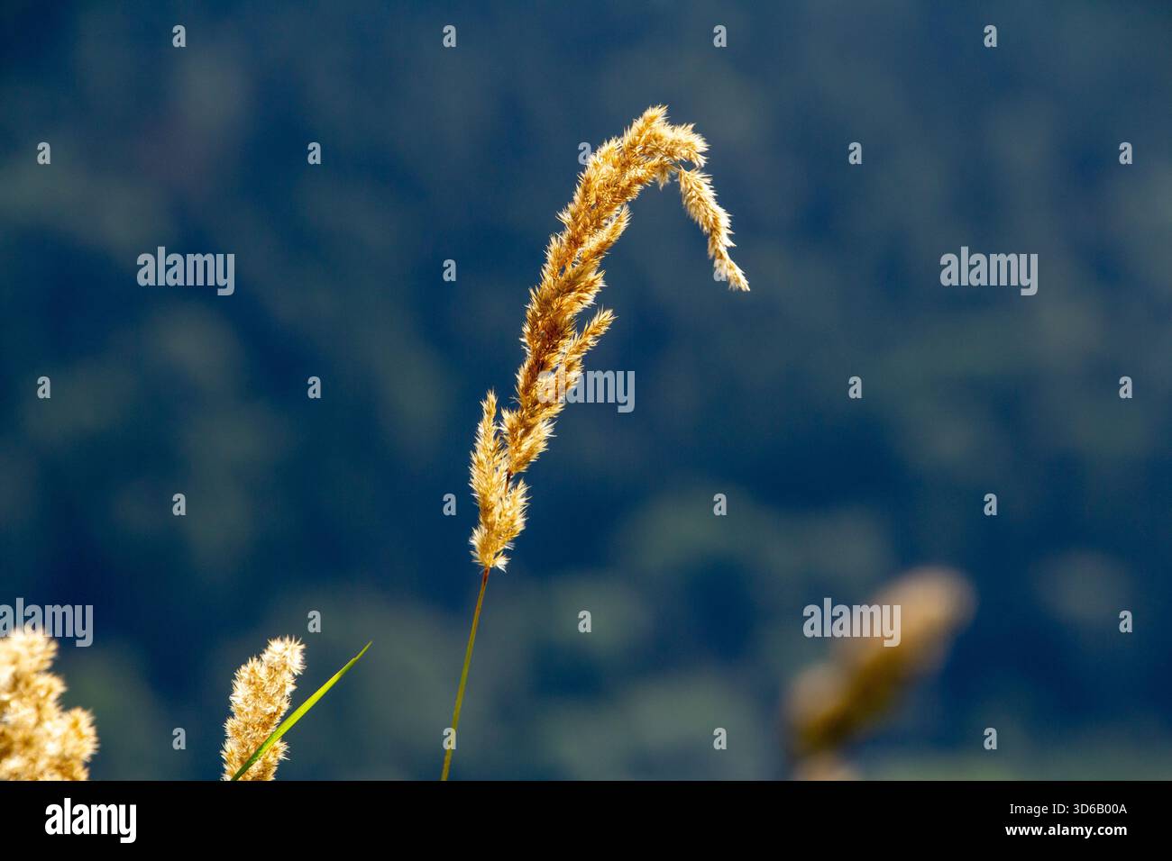 Cattail waving in the wind Stock Photo