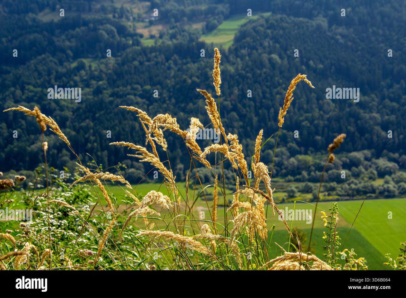 Cattail waving in the wind Stock Photo