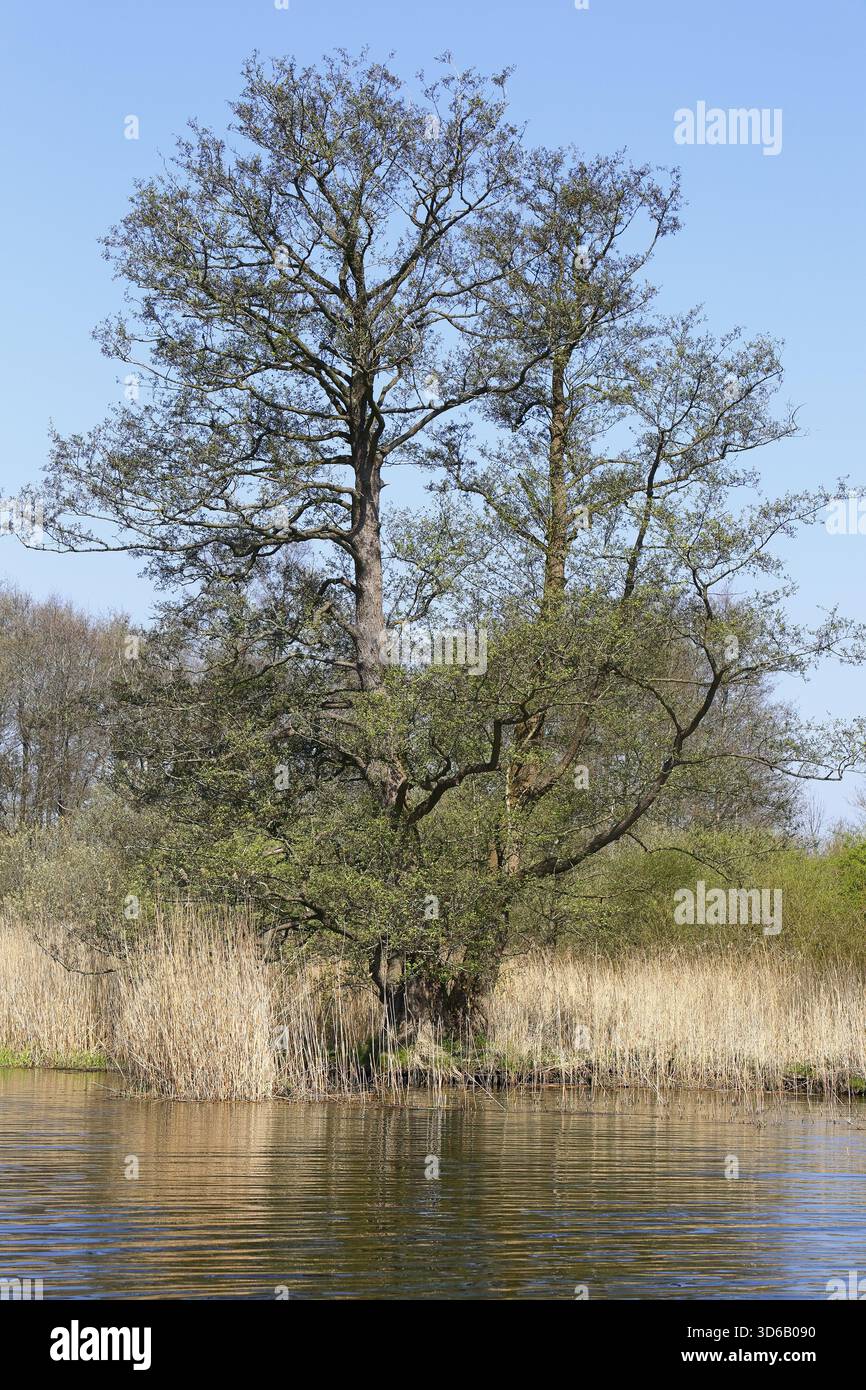 Withered tree in water reed hi-res stock photography and images - Alamy