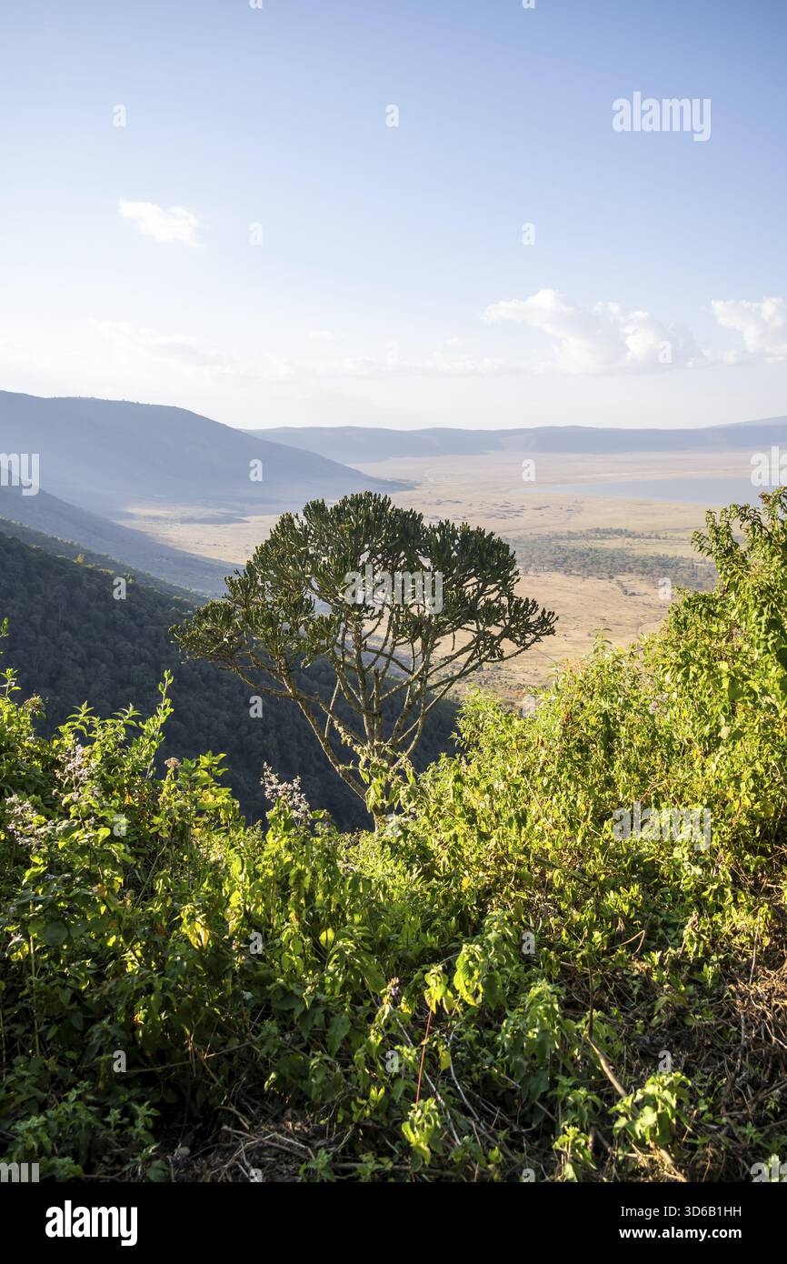 View from the crater rim over Ngorongoro Crater, candelabra tree (Euphorbia candelabrum), in the evening light, Ngorongoro Conservation Area, Tanzania Stock Photo
