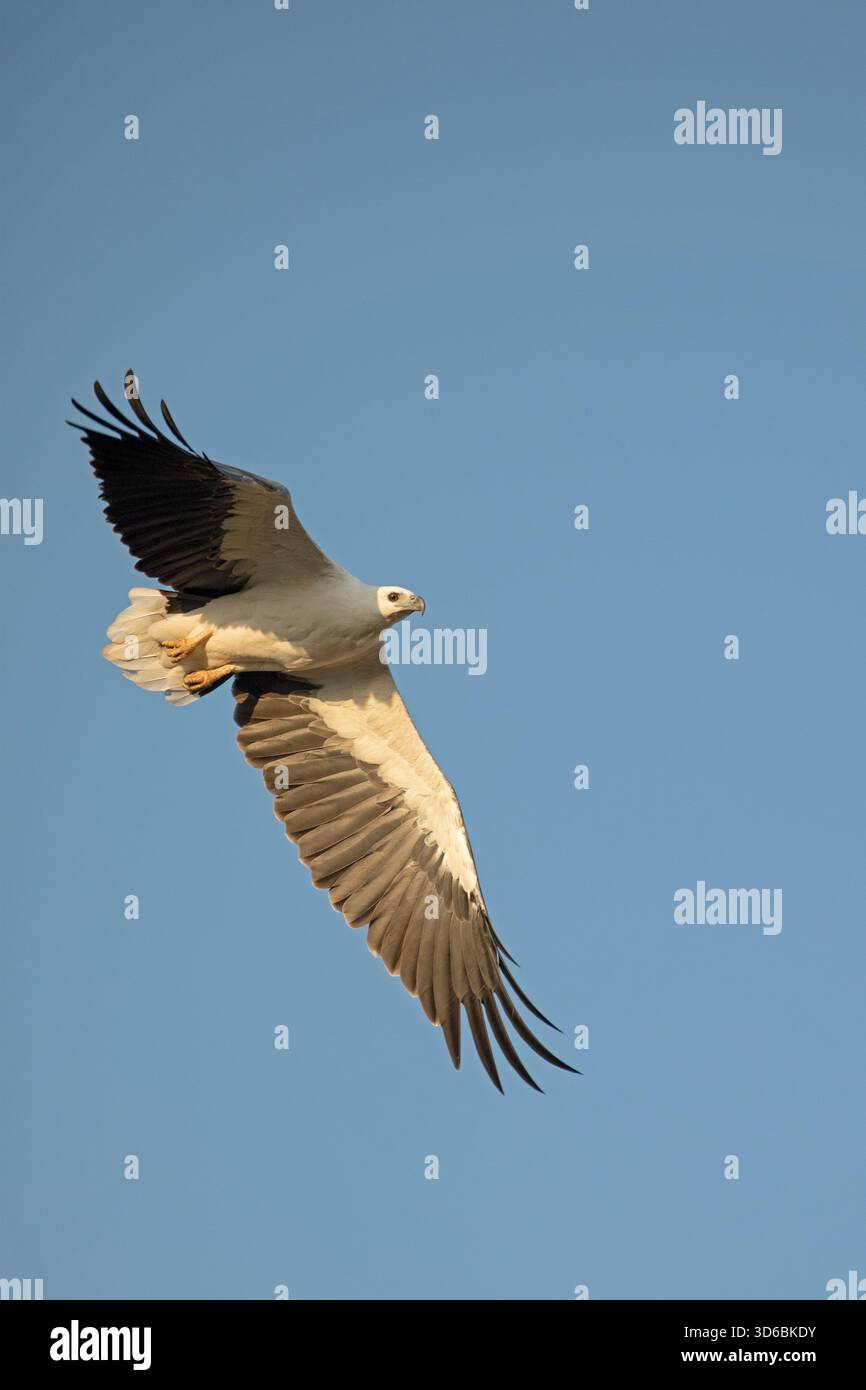 White bellied sea eagle sri lanka hi-res stock photography and images ...