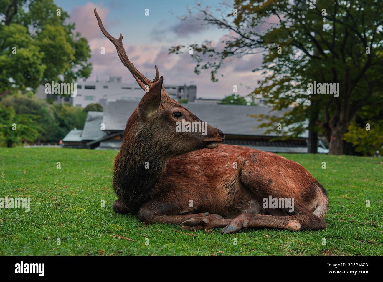 Sika deer with one antler on lawn near Nara Park at dusk, Japan Stock Photo