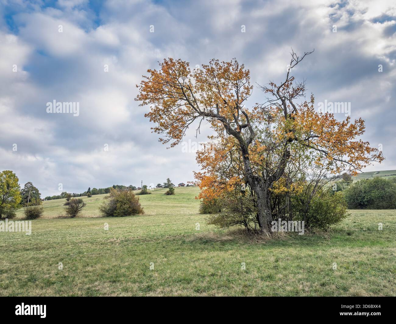 Panorama of a lone autumn tree on the slopes of Vrh Rajac in Serbia, by open meadows under a cloudy sky. Rajac is a mountain of Sumadija, part of dina Stock Photo