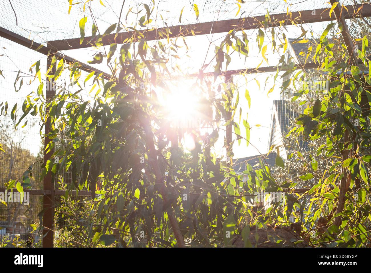 Golden Sunset Streaming Through Forest Trees Stock Photo