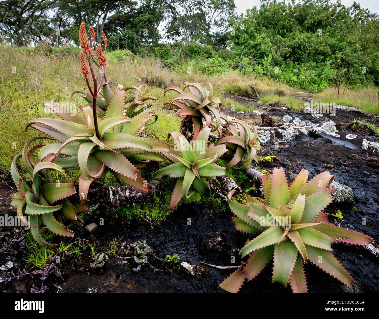 Aloe elgonica hi-res stock photography and images - Alamy
