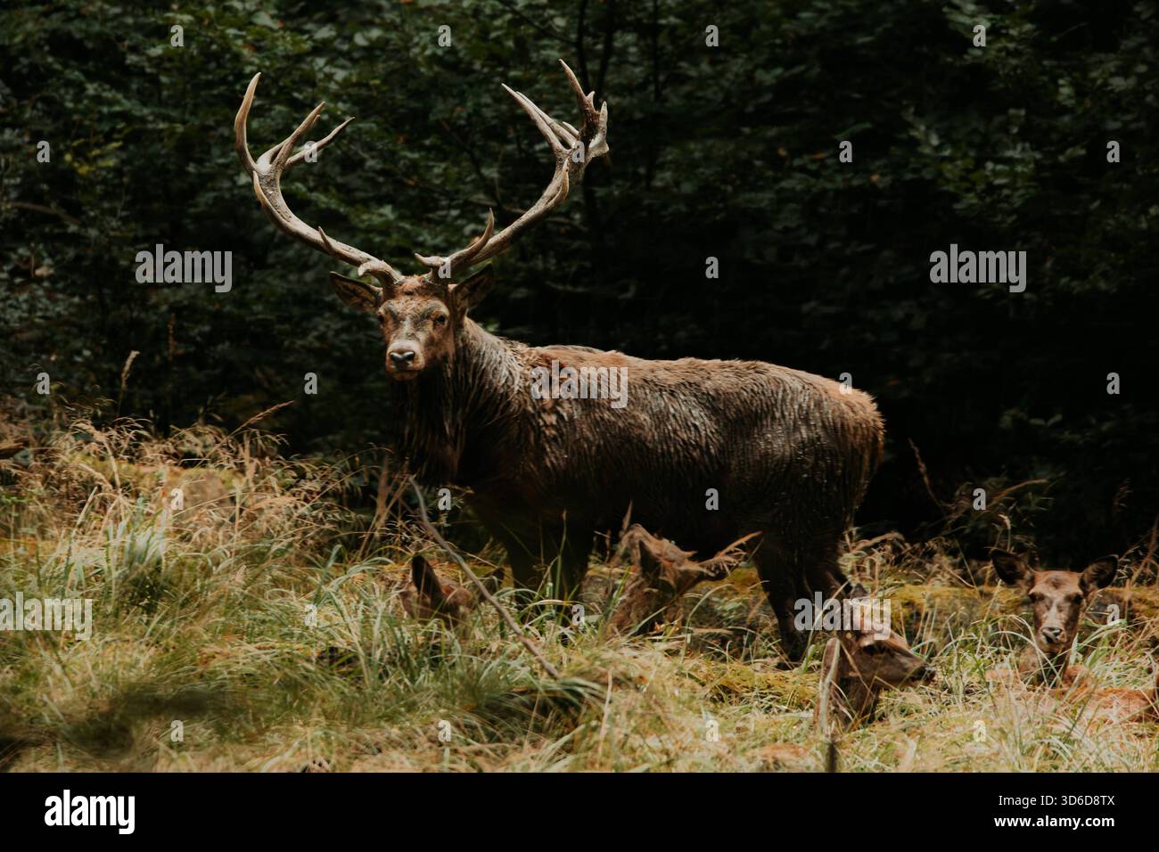 brunftzeit-der-rothirsche-im-sauerland-am-03-10-2023-rotwild-bei-der