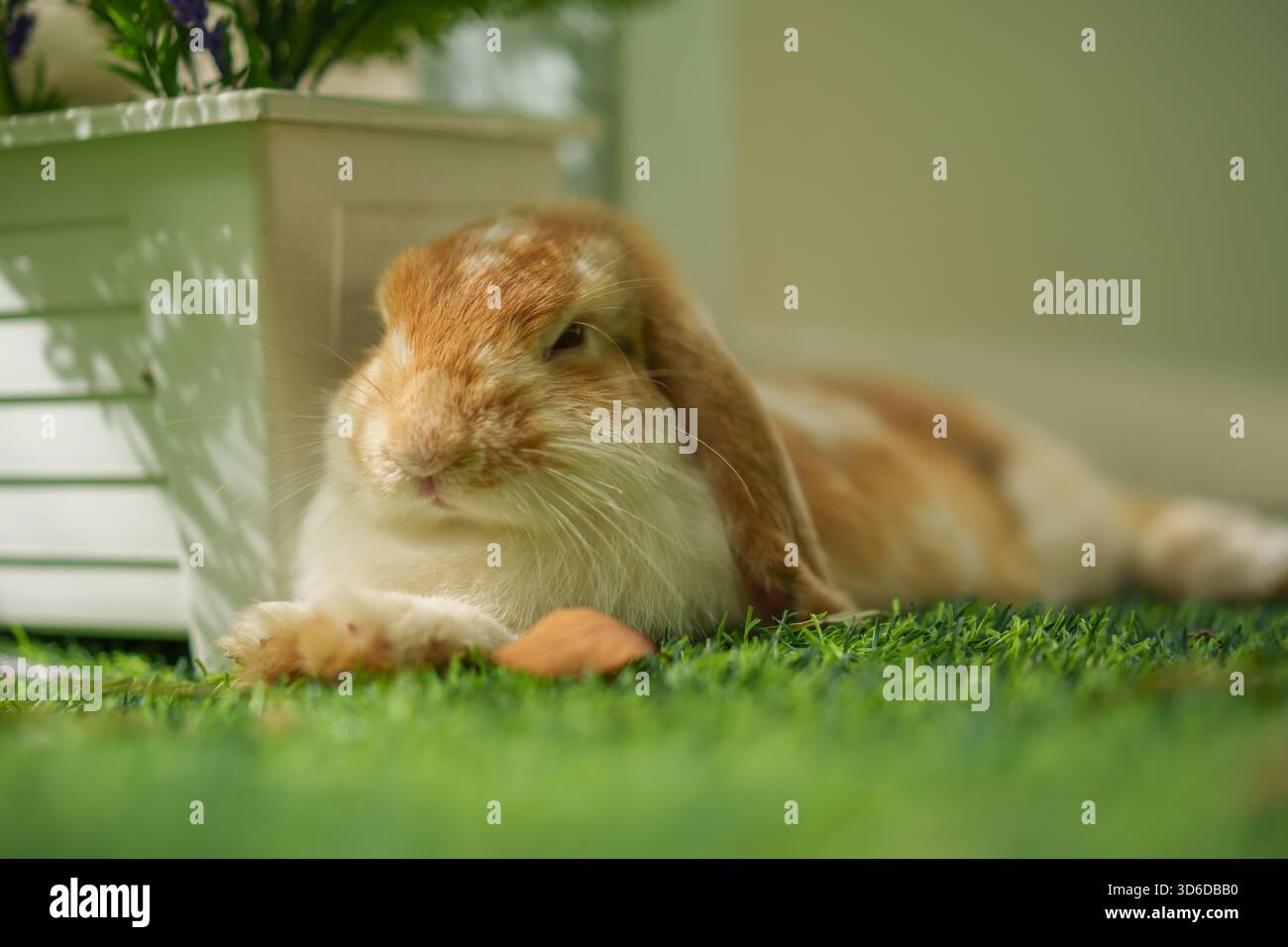 rabbit resting in the garden Stock Photo